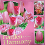 春を期待してパンジーとチューリップの隠し球根